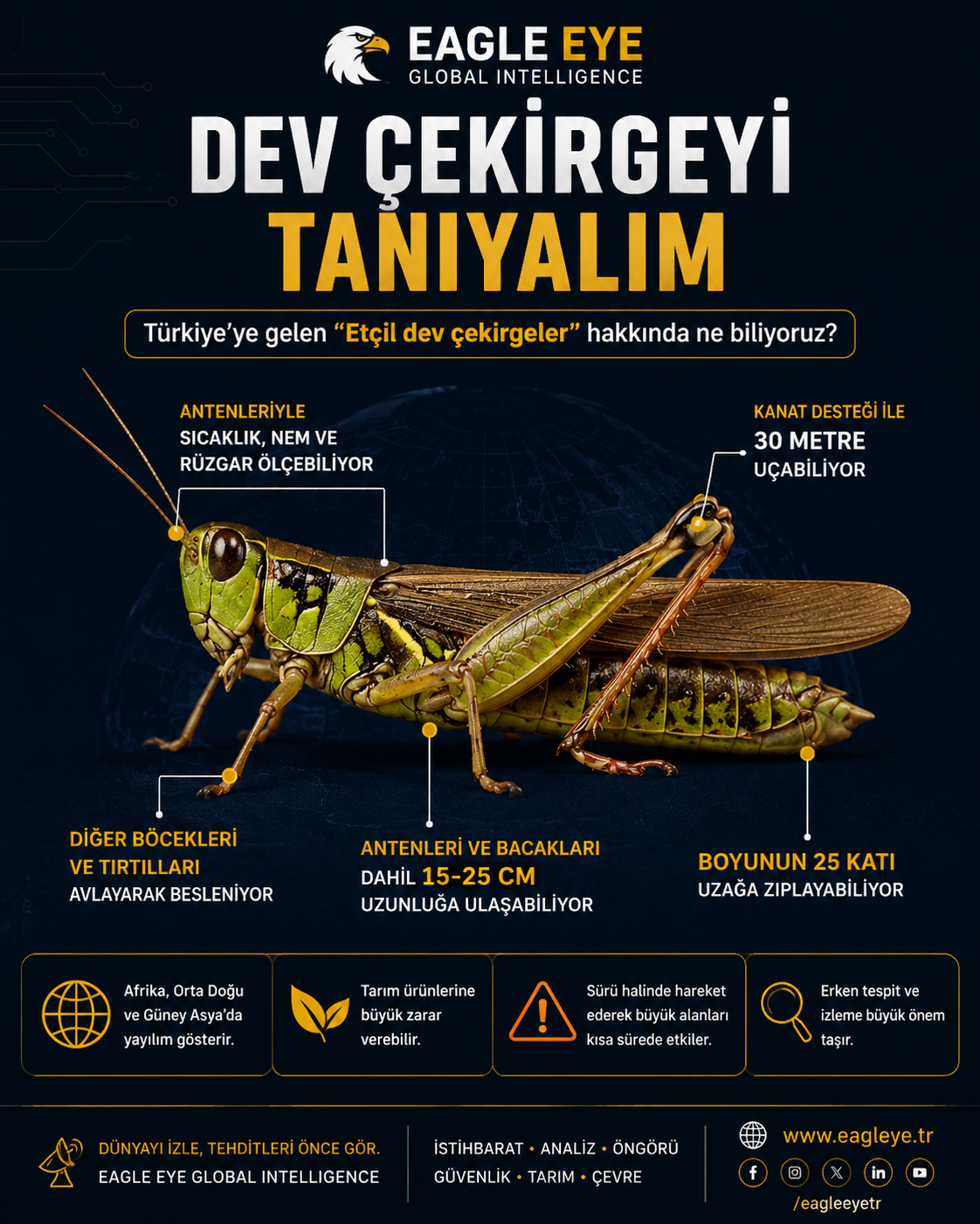 Dev Çekirgeler Nedir? Türkiye'de Görülen Etçil Dev Çekirgeler ve Özellikleri